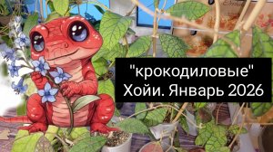 "крокодиловые хойи" январь 2026