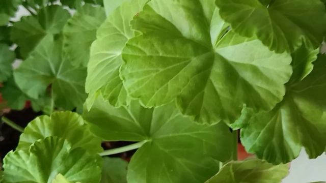 Из маленького черенка Пеларгонии пышный кустик смотреть онлайн