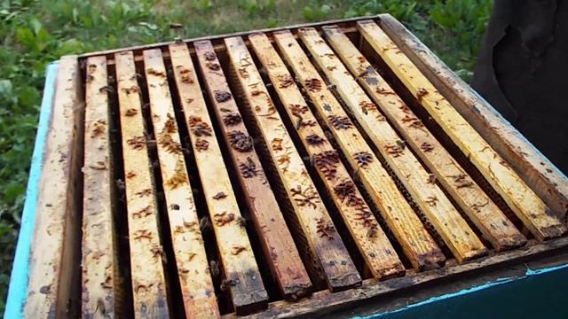 Пчёлы на рамках в июле смотреть онлайн