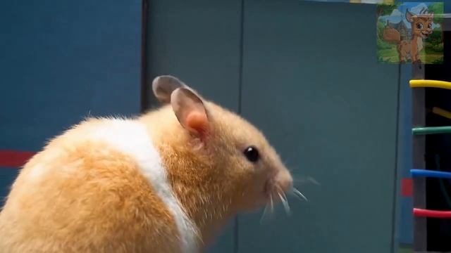 Маленький хомячок исследует мир Марио! Лабиринт из разноцветных макарон! смотреть онлайн