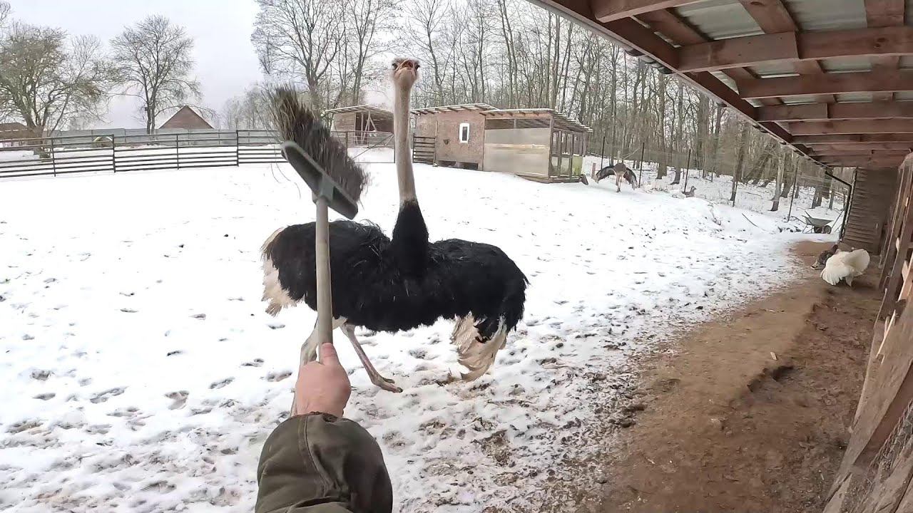 ОН СОШЕЛ С УМА ! Пополнение в хозяйстве ! ХУТОР В ЛЕСУ №899 смотреть онлайн