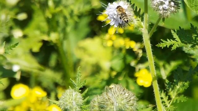 Пчёлы-труженицы в работе на медоносах смотреть онлайн