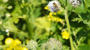 Пчёлы-труженицы в работе на медоносах