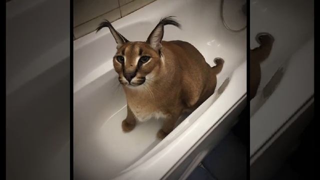 старые мемы против новых мемов