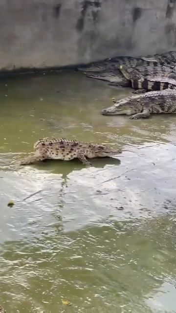 Крокодил смотреть онлайн