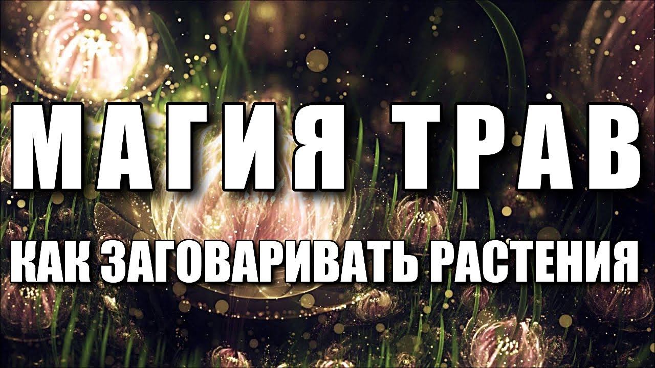 МАГИЯ ТРАВ. КАК ЗАГОВАРИВАТЬ РАСТЕНИЯ. смотреть онлайн