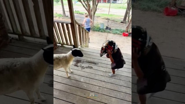 смешные кошки и собаки смотреть онлайн