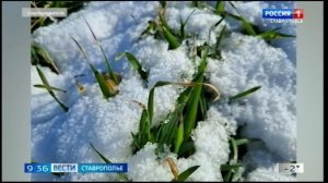 Аграрии позитивно оценивают состояние озимых на Ставрополье
