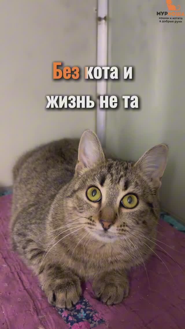 Изида ждёт вас в приюте #Муркоша смотреть онлайн