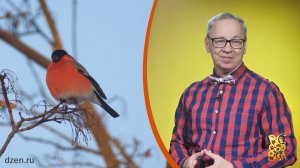 Всё обо всём. Снегири. Выпуск от 23.01.26