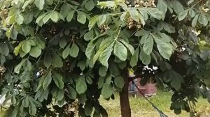 Конский каштан 10 лет спустя