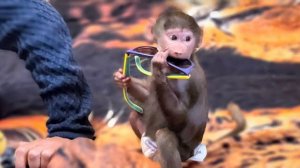 У нас в доме поселился МАЛЕНЬКИЙ ТИГРЁНОК, теперь он будет главный, а не Люся!