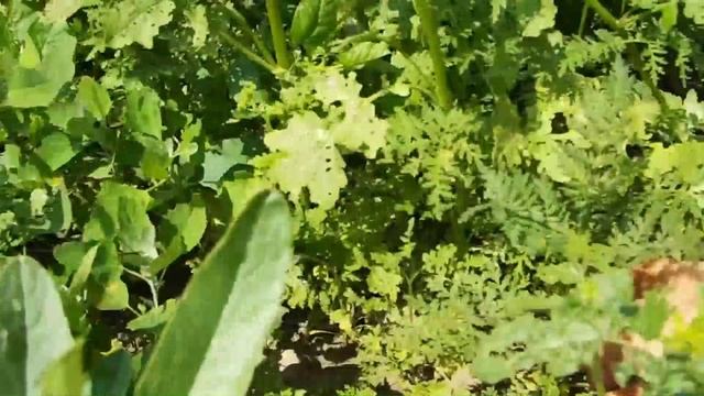 Посевные медоносы разных культур смотреть онлайн