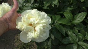 Пион Majesty,s Ligh