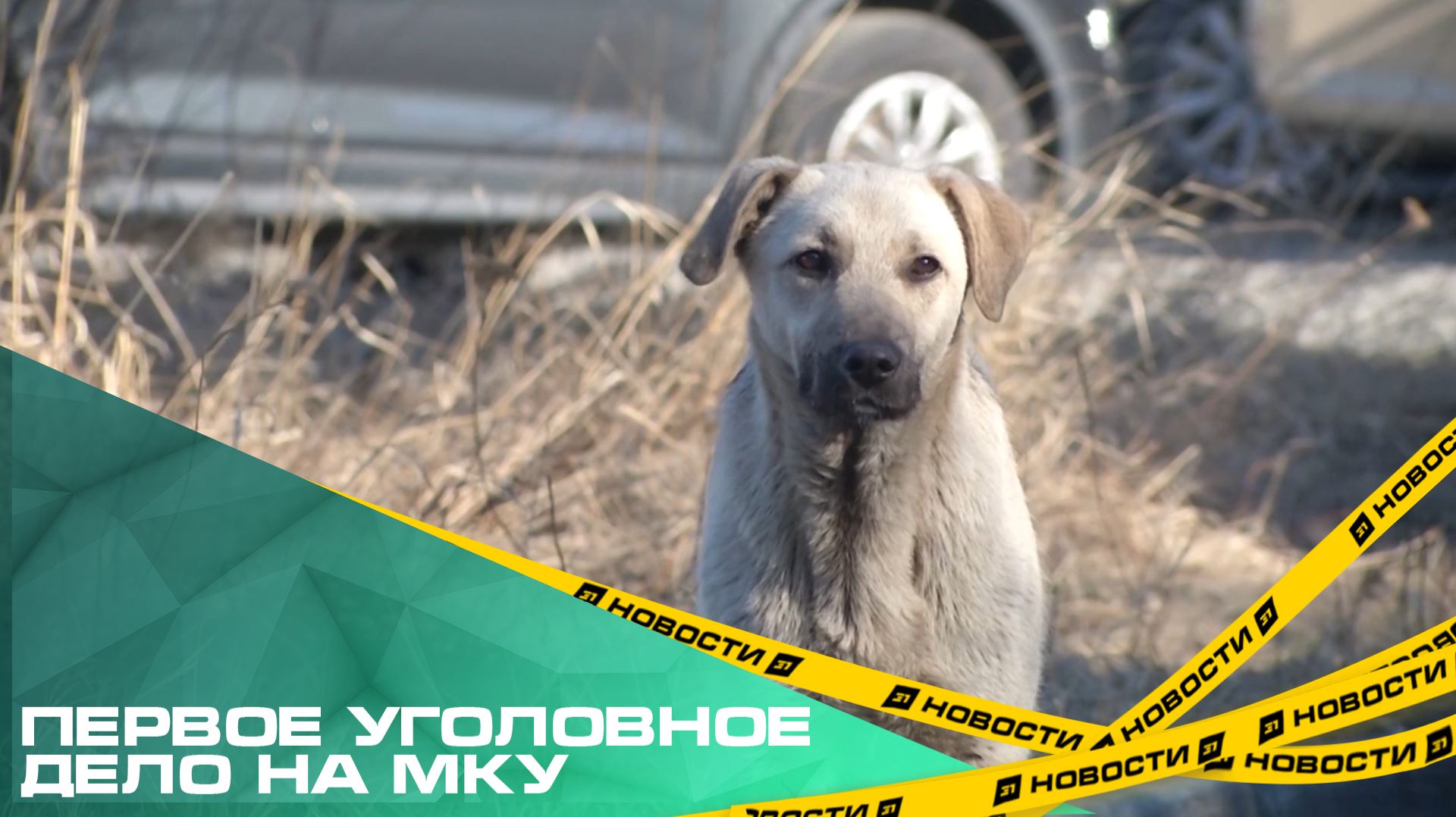 На новое МКУ по отлову бездомных животных в Челябинске заведено первое уголовное дело смотреть онлайн