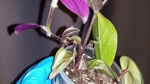 Замиокулькас блэк пинк. Генетика окрасс.