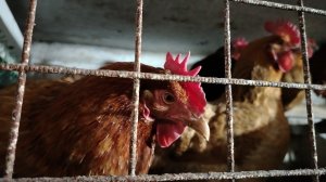 23-01-2026 Где яйца? / Лютые морозы стоят в Сибире / покупки на ВБ.