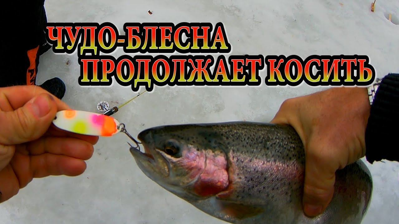 ЧУДО БЛЕСНА ПРОДОЛЖАЕТ КОСИТЬ ФОРЕЛЬ смотреть онлайн