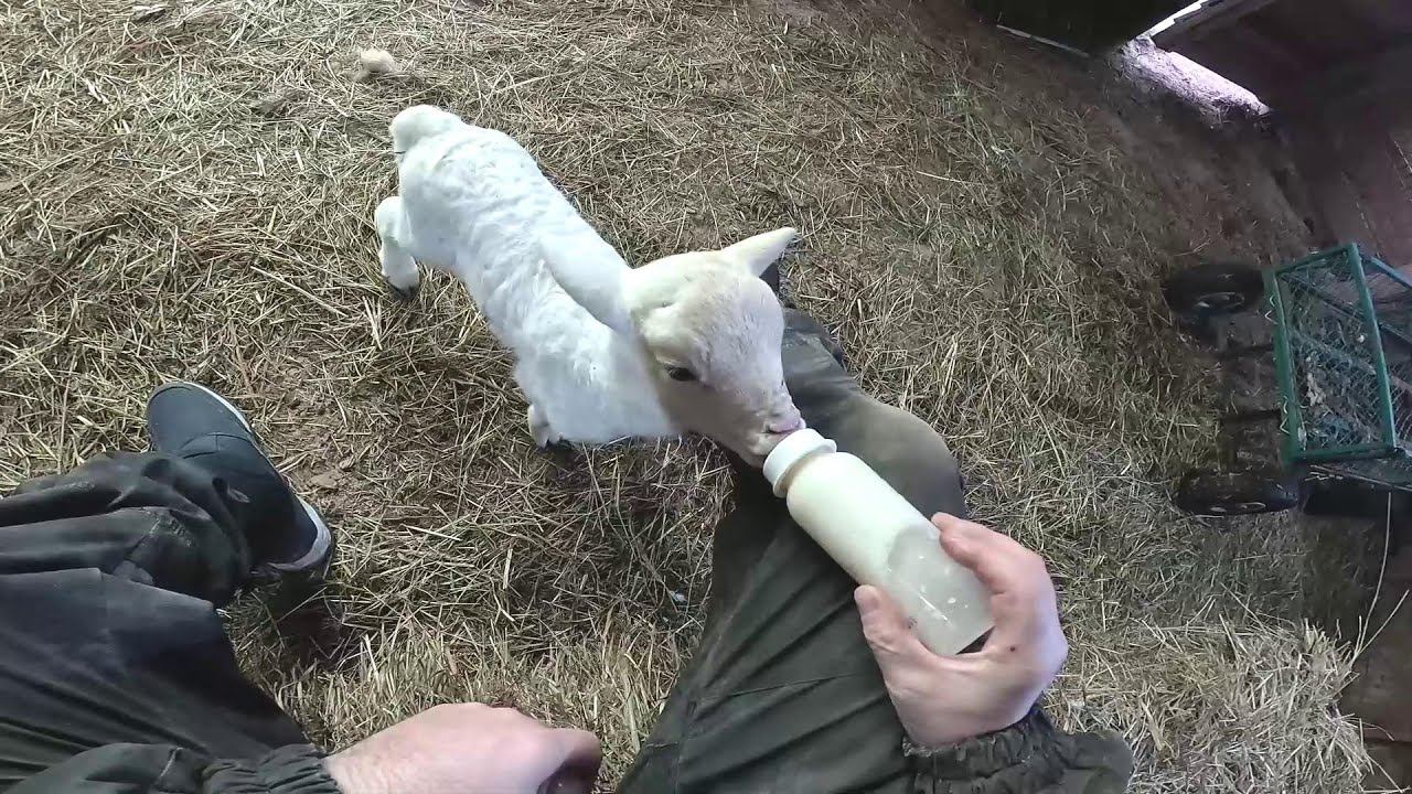 С учёта снял ! К продаже готов ! Корм привез ! ХУТОР В ЛЕСУ №908 смотреть онлайн