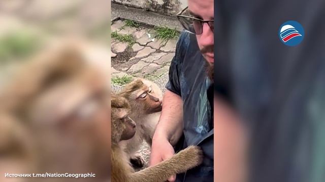 Туристка из России засняла, как обезьяны пытаются соблазнить её мужа смотреть онлайн