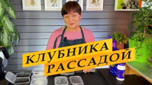 Как посеять землянику зимой: мой способ.