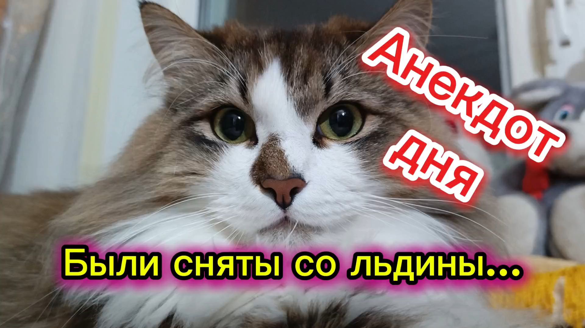 Кошки с озвучкой. Анекдот дня 🤣 смотреть онлайн