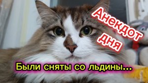 Кошки с озвучкой. Анекдот дня 🤣