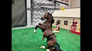 лошади шляйх| Саша и мадьяр