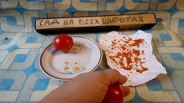 МЕТОД ПО ВЫРАЩИВАНИЮ РАССАДЫ ТОМАТОВ из МАГАЗИННЫХ ПОМИДОР КУПЛЕНЫ НА ЕДУ. смотреть онлайн