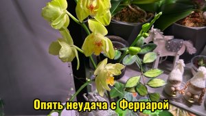 ОРХИДЕЯ теряет тургор, что делать #орхидеи