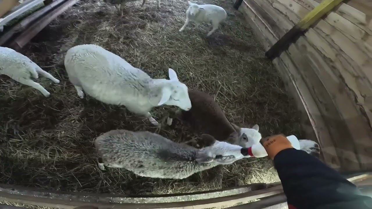 Убили его и съели ! Барашки как котята ! ХУТОР В ЛЕСУ №943 смотреть онлайн