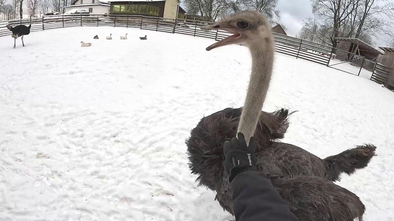 Мороз на хуторе создал проблемы ! ХУТОР В ЛЕСУ №937 смотреть онлайн