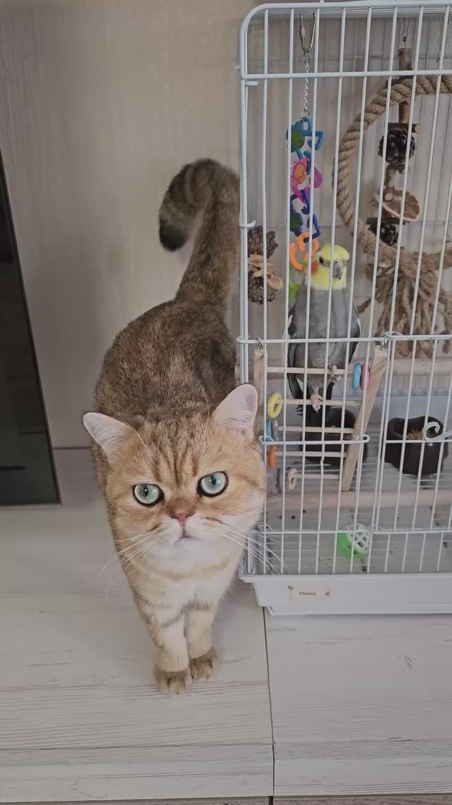 Эти комнатные растения опасны для питомцев! 🚫🪴 #ядовитые #опасность #домашние смотреть онлайн