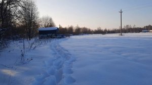 зима и пчелы