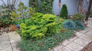 Сколько топиариев стоит иметь в саду, стрижка самшита. Видео 2022 года из моего архива.