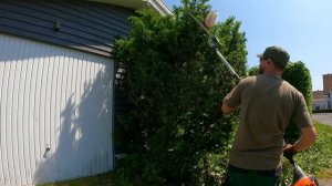 Думал, что стрижка изгороди из бука займёт всего ДВА ЧАСА