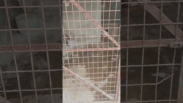 Обзор приюта смотреть онлайн