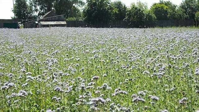 Посевы фацелии соседа пчеловода смотреть онлайн