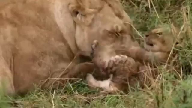 Охота 21. смотреть онлайн