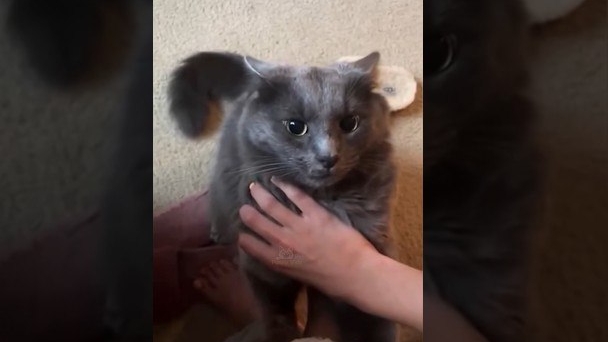 смешные животные смотреть онлайн