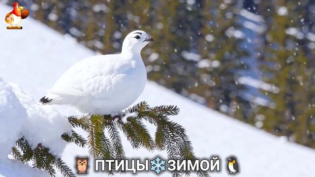 Птицы зимой в лесу 🐦_⬛🦉🦅 видео для отдыха душой 🌲(31) смотреть онлайн