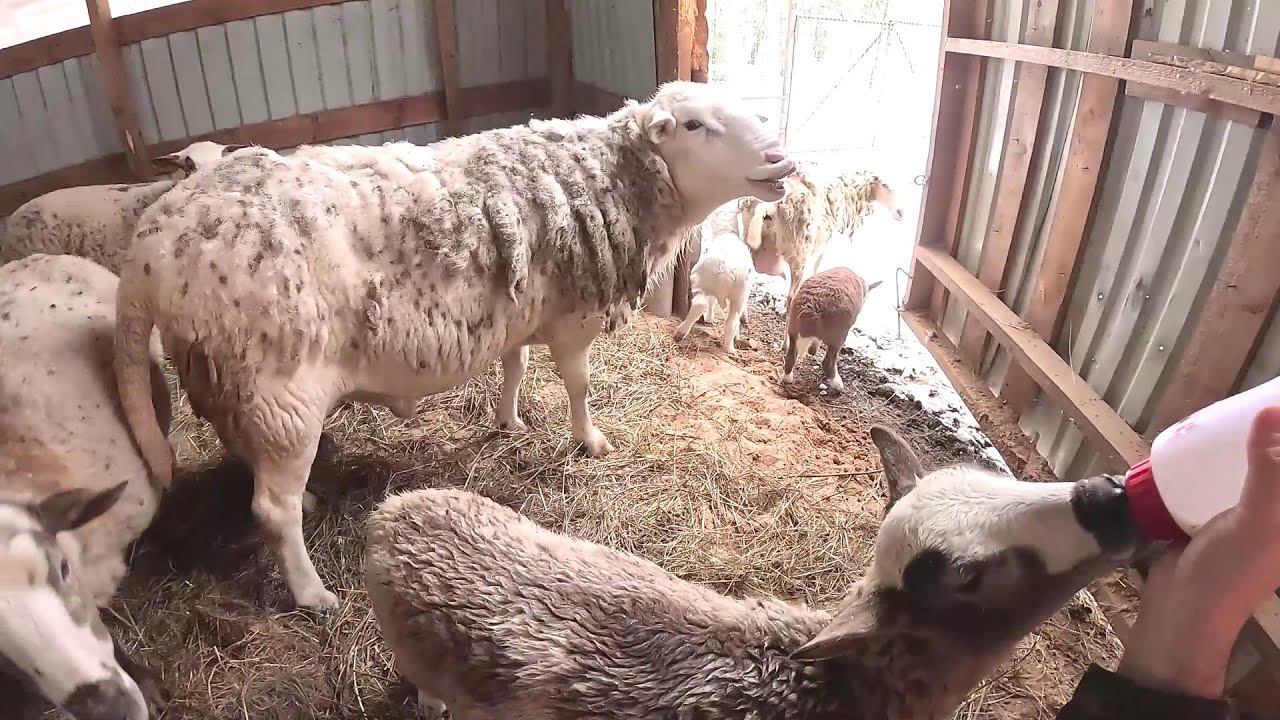 Бараны в шоке ! Остался без машины ! Зима пришла ! ХУТОР В ЛЕСУ №893 смотреть онлайн