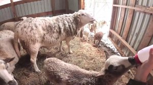 Бараны в шоке ! Остался без машины ! Зима пришла ! ХУТОР В ЛЕСУ №893