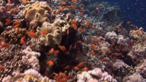 Насажу я на крючок хитрую наживку