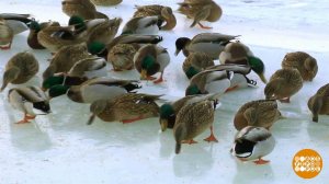 Не нужен им берег турецкий! Их и здесь неплохо кормят... Доброе утро. Фрагмент выпуска от 23.01.2026