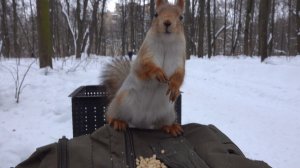 Белки. Небольшая зарисовка