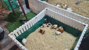 Жизнь морских свинок Улли и Пулли и их друзей в Паттайя 🐗 ⛱️