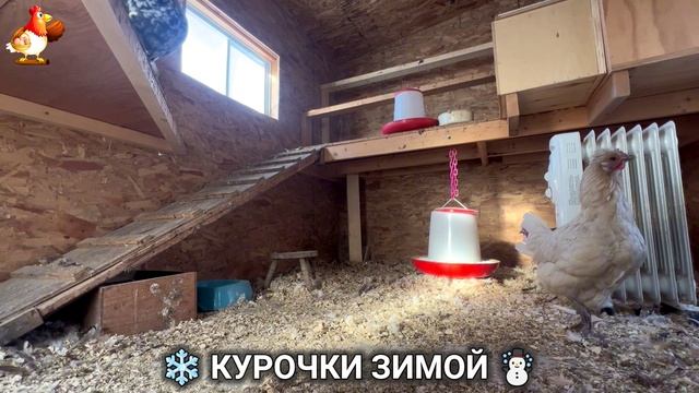 Куры зимой очень счастливы 🤗❄️⛄ (20) смотреть онлайн