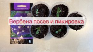 Вербена посев и пикировка 🌺