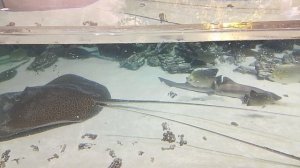 Москвариум Москва ВДНХ ( архив 2025) большое видео